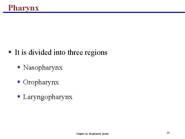 Pharynx § It is divided into three regions § Nasopharynx § Oropharynx § Laryngopharynx