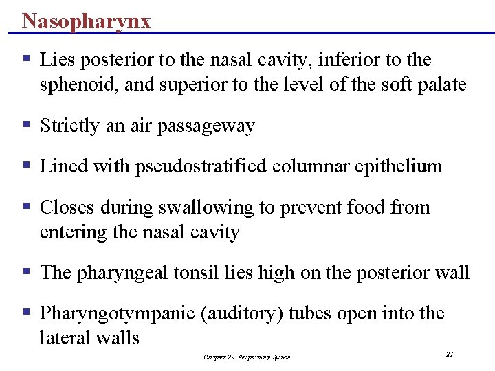 Nasopharynx § Lies posterior to the nasal cavity, inferior to the sphenoid, and superior