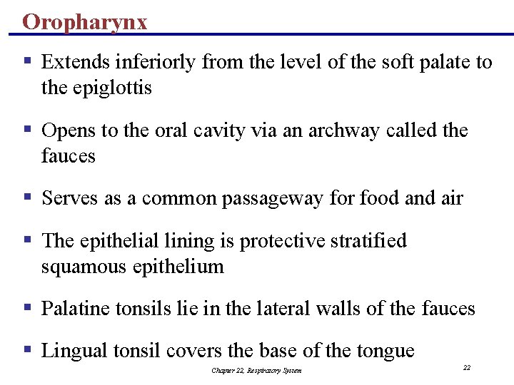 Oropharynx § Extends inferiorly from the level of the soft palate to the epiglottis