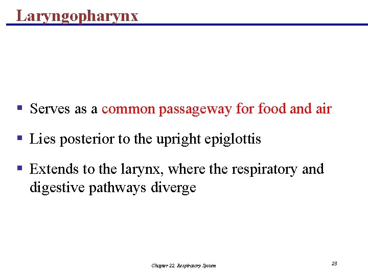 Laryngopharynx § Serves as a common passageway for food and air § Lies posterior