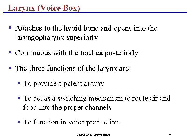 Larynx (Voice Box) § Attaches to the hyoid bone and opens into the laryngopharynx