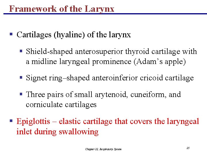 Framework of the Larynx § Cartilages (hyaline) of the larynx § Shield-shaped anterosuperior thyroid