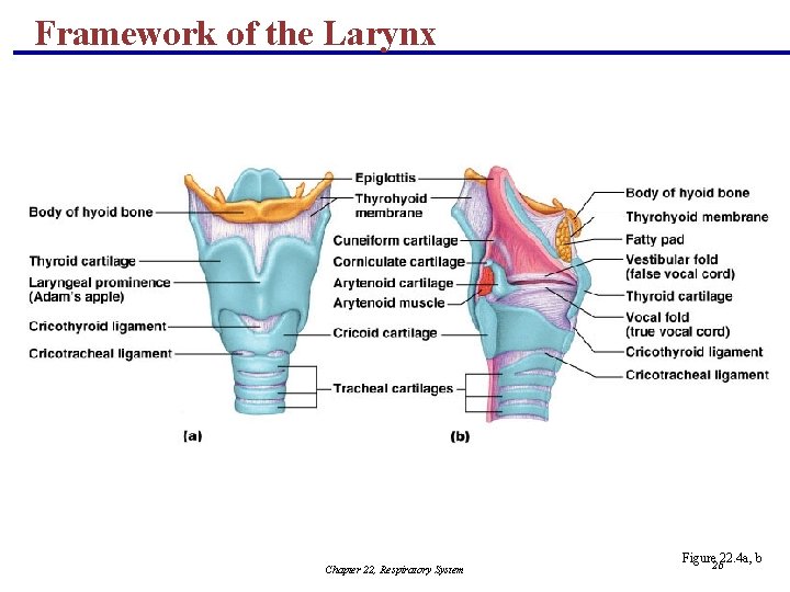 Framework of the Larynx Chapter 22, Respiratory System Figure 22. 4 a, b 26