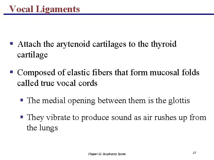 Vocal Ligaments § Attach the arytenoid cartilages to the thyroid cartilage § Composed of
