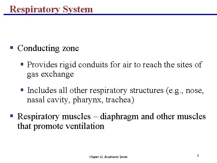 Respiratory System § Conducting zone § Provides rigid conduits for air to reach the