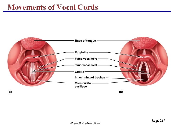 Movements of Vocal Cords Chapter 22, Respiratory System Figure 22. 5 30 