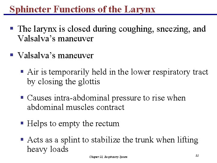 Sphincter Functions of the Larynx § The larynx is closed during coughing, sneezing, and
