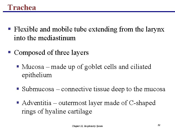 Trachea § Flexible and mobile tube extending from the larynx into the mediastinum §