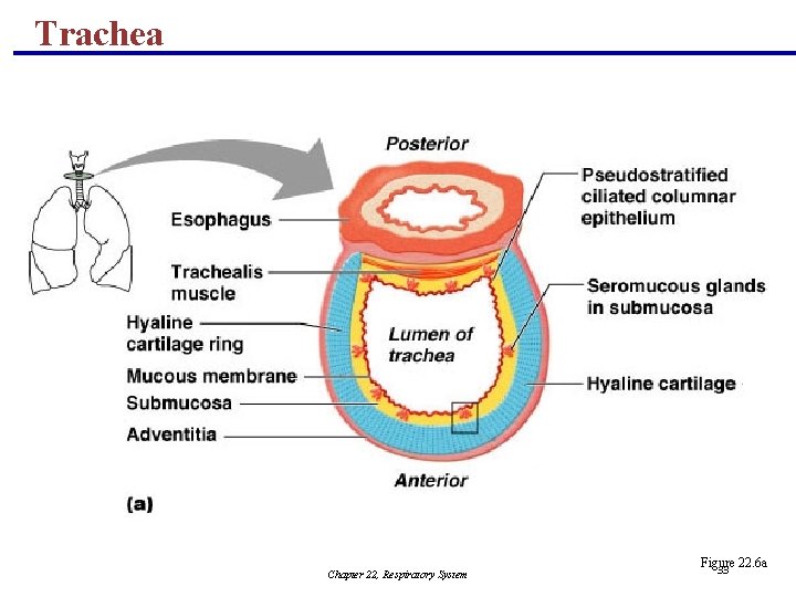 Trachea Chapter 22, Respiratory System Figure 22. 6 a 33 