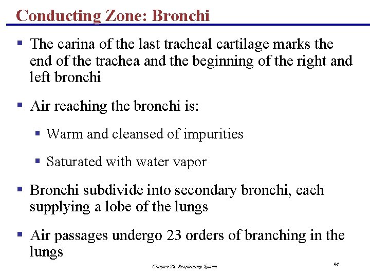 Conducting Zone: Bronchi § The carina of the last tracheal cartilage marks the end