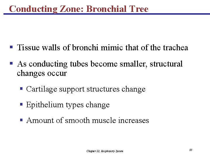 Conducting Zone: Bronchial Tree § Tissue walls of bronchi mimic that of the trachea