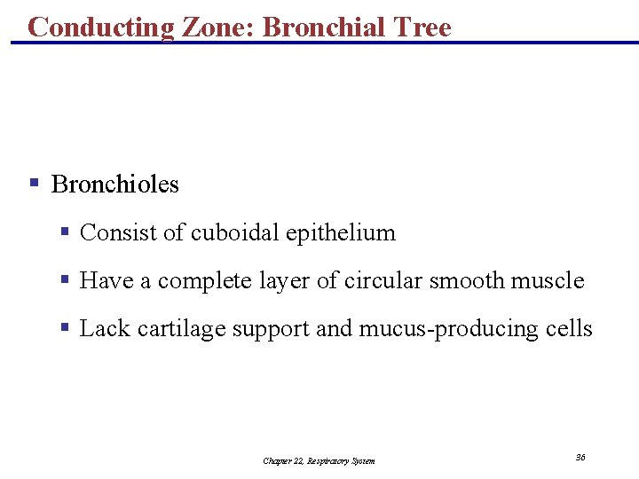 Conducting Zone: Bronchial Tree § Bronchioles § Consist of cuboidal epithelium § Have a