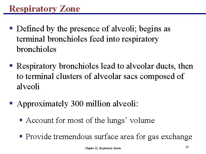 Respiratory Zone § Defined by the presence of alveoli; begins as terminal bronchioles feed