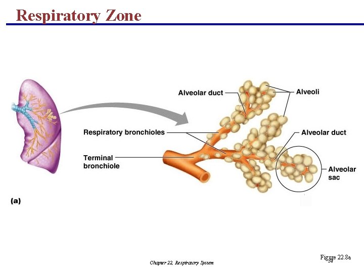 Respiratory Zone Chapter 22, Respiratory System Figure 22. 8 a 38 