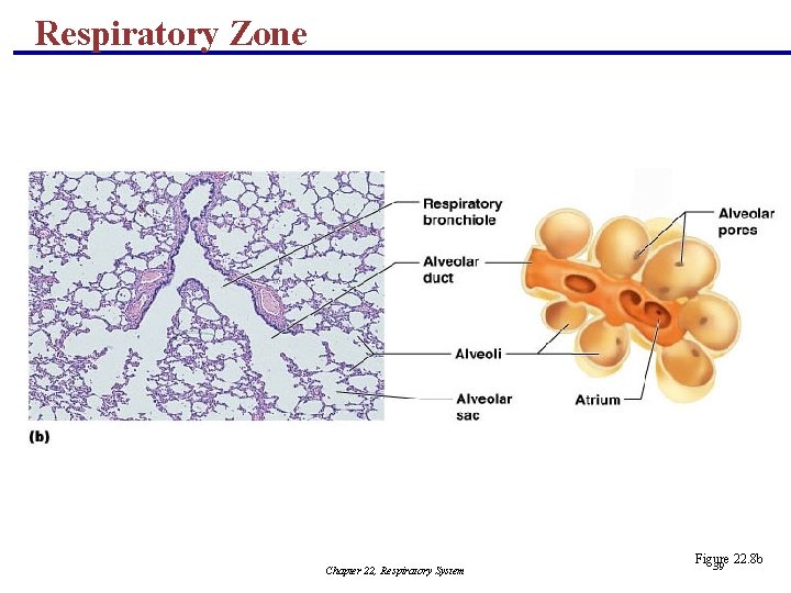 Respiratory Zone Chapter 22, Respiratory System Figure 22. 8 b 39 