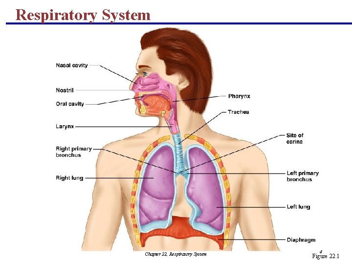 Respiratory System Chapter 22, Respiratory System 4 Figure 22. 1 