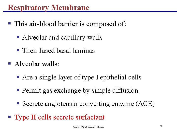 Respiratory Membrane § This air-blood barrier is composed of: § Alveolar and capillary walls