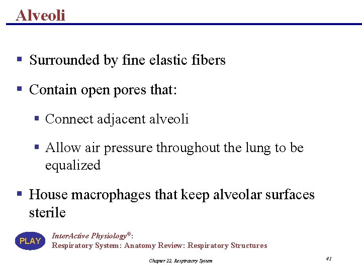 Alveoli § Surrounded by fine elastic fibers § Contain open pores that: § Connect