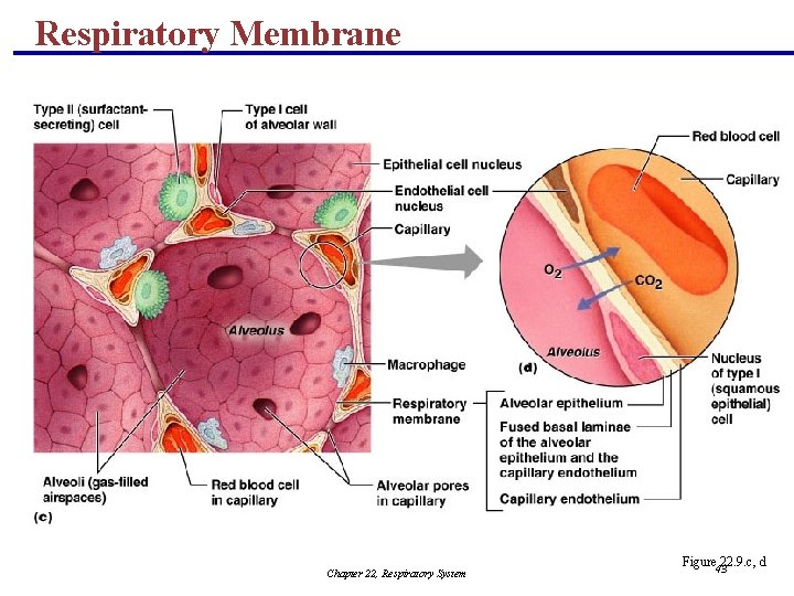 Respiratory Membrane Chapter 22, Respiratory System Figure 22. 9. c, d 43 