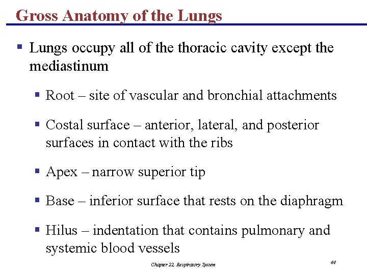 Gross Anatomy of the Lungs § Lungs occupy all of the thoracic cavity except