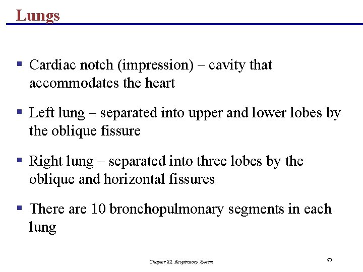 Lungs § Cardiac notch (impression) – cavity that accommodates the heart § Left lung