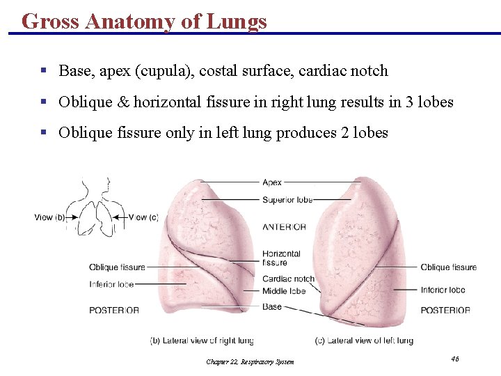 Gross Anatomy of Lungs § Base, apex (cupula), costal surface, cardiac notch § Oblique