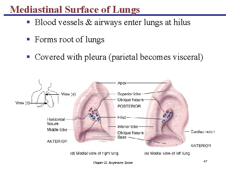 Mediastinal Surface of Lungs § Blood vessels & airways enter lungs at hilus §