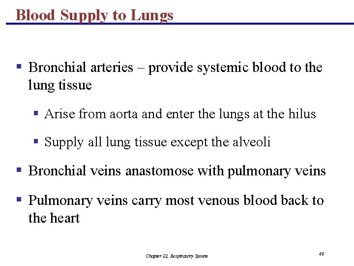 Blood Supply to Lungs § Bronchial arteries – provide systemic blood to the lung