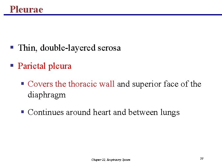 Pleurae § Thin, double-layered serosa § Parietal pleura § Covers the thoracic wall and