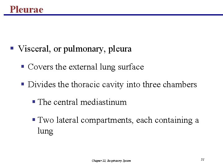 Pleurae § Visceral, or pulmonary, pleura § Covers the external lung surface § Divides