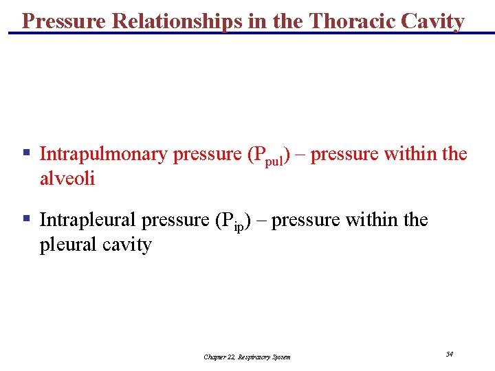 Pressure Relationships in the Thoracic Cavity § Intrapulmonary pressure (Ppul) – pressure within the