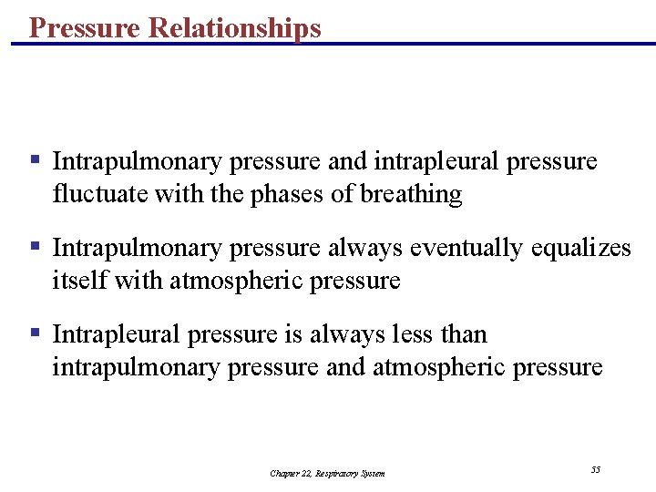 Pressure Relationships § Intrapulmonary pressure and intrapleural pressure fluctuate with the phases of breathing