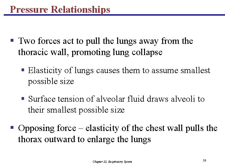 Pressure Relationships § Two forces act to pull the lungs away from the thoracic