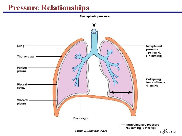 Pressure Relationships Chapter 22, Respiratory System 57 Figure 22. 12 