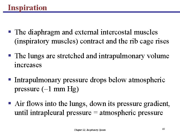 Inspiration § The diaphragm and external intercostal muscles (inspiratory muscles) contract and the rib