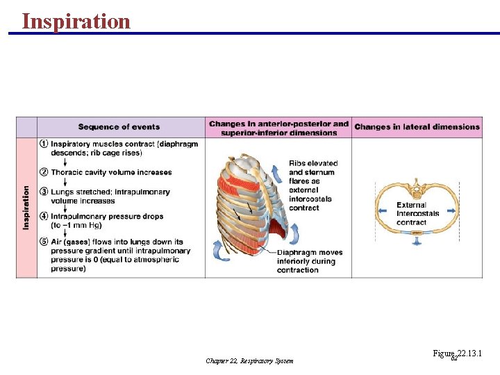 Inspiration Chapter 22, Respiratory System Figure 22. 13. 1 62 