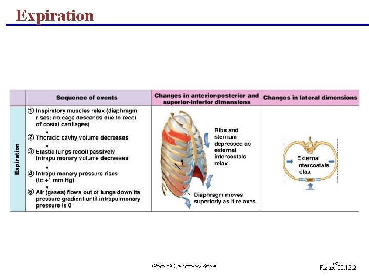 Expiration Chapter 22, Respiratory System 64 Figure 22. 13. 2 