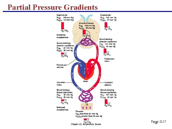 Partial Pressure Gradients Chapter 22, Respiratory System Figure 22. 17 89 