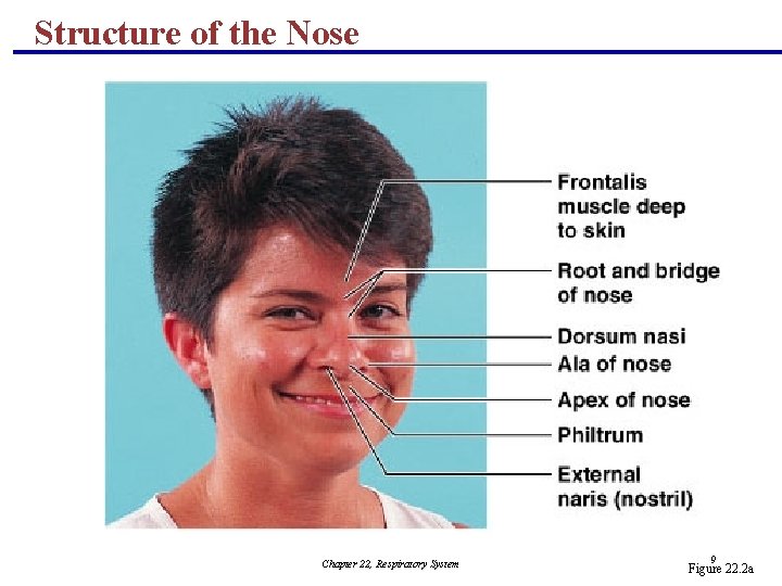 Structure of the Nose Chapter 22, Respiratory System 9 Figure 22. 2 a 