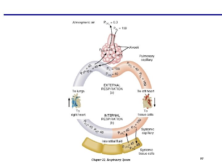 Chapter 22, Respiratory System 90 