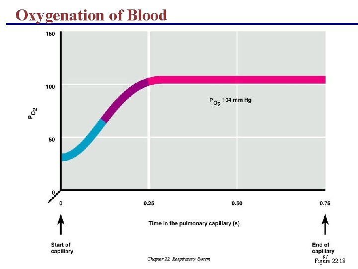 Oxygenation of Blood Chapter 22, Respiratory System 91 Figure 22. 18 