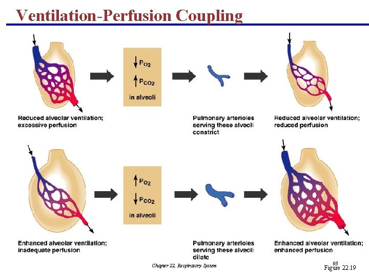 Ventilation-Perfusion Coupling Chapter 22, Respiratory System 93 Figure 22. 19 