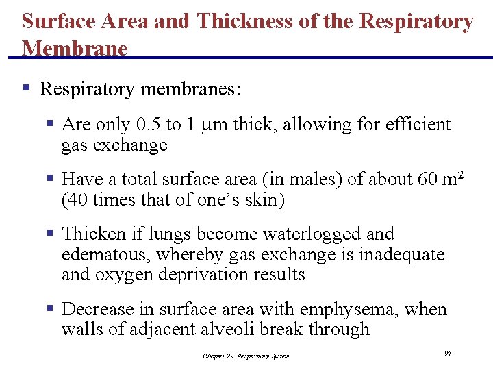 Surface Area and Thickness of the Respiratory Membrane § Respiratory membranes: § Are only