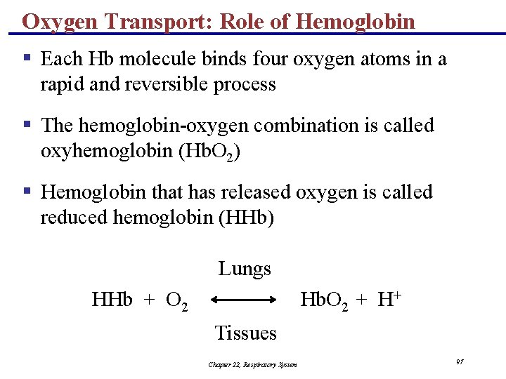 Oxygen Transport: Role of Hemoglobin § Each Hb molecule binds four oxygen atoms in
