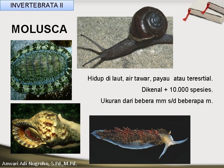 INVERTEBRATA II MOLUSCA ____ Click__to____ edit Master _____ text styles ______ _____ _____ Second