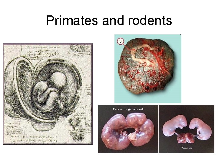 Primates and rodents 