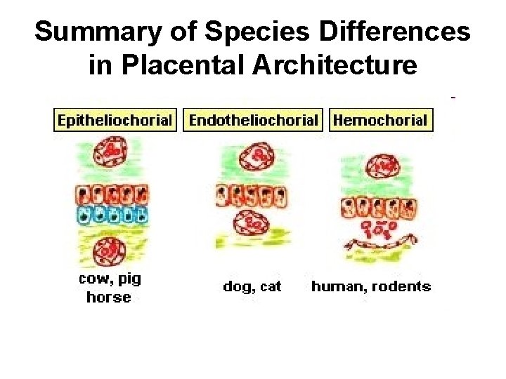 Summary of Species Differences in Placental Architecture 