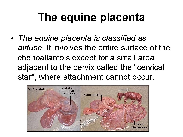 The equine placenta • The equine placenta is classified as diffuse. It involves the