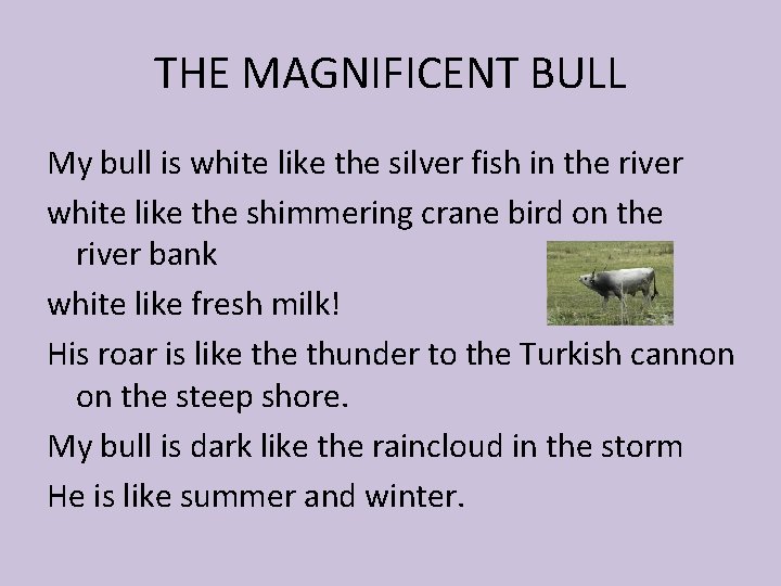 THE MAGNIFICENT BULL My bull is white like the silver fish in the river