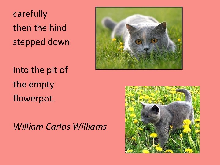 carefully then the hind stepped down into the pit of the empty flowerpot. William